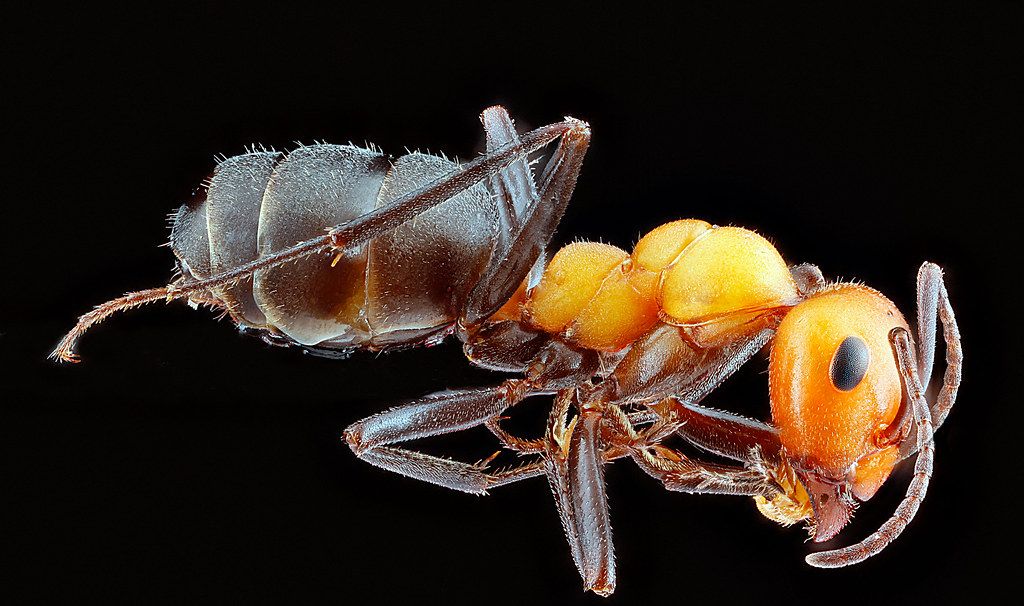 Ant Control service in Baltimore, MD