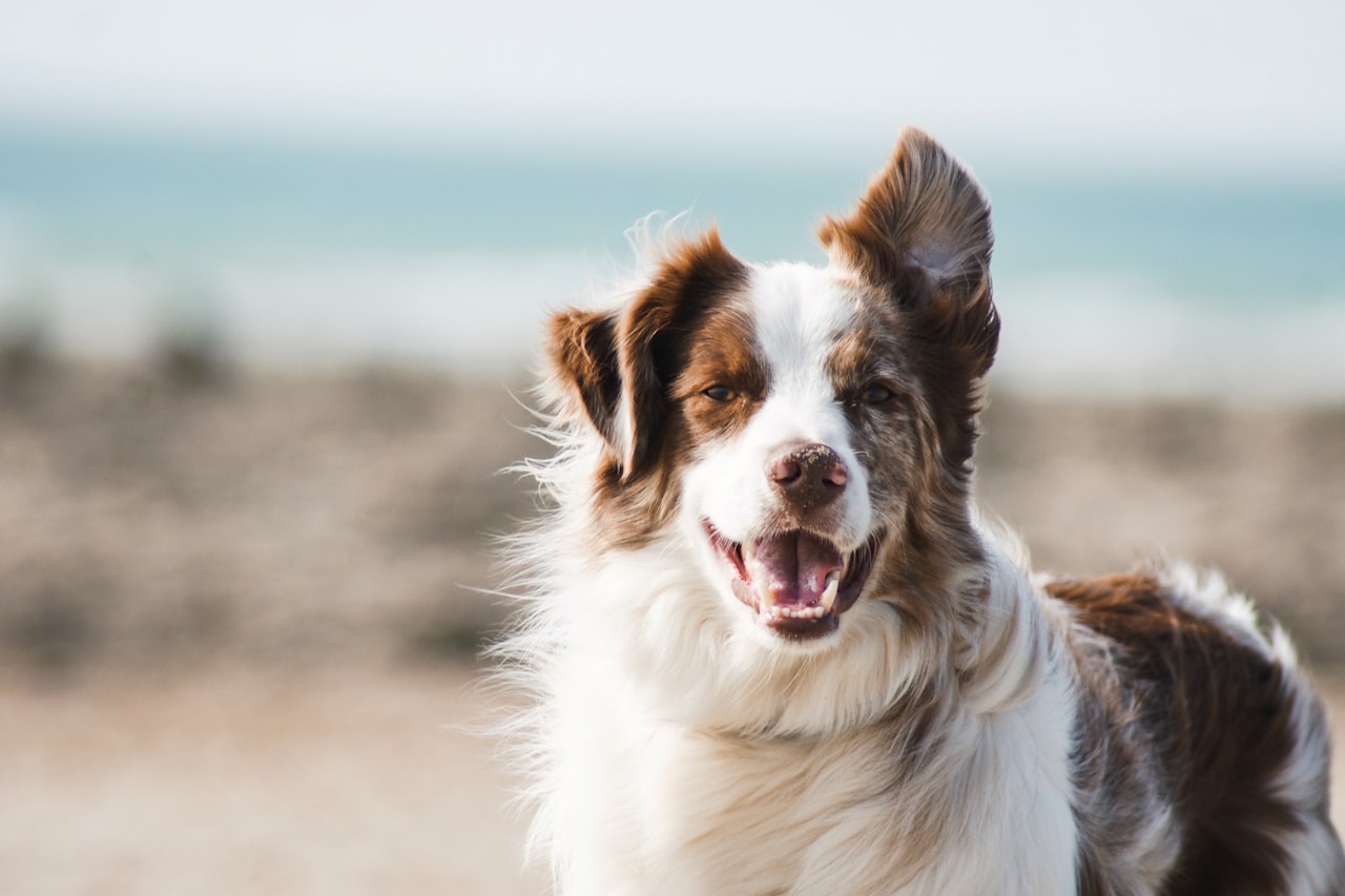 Flea & Tick Control service in Baltimore, MD