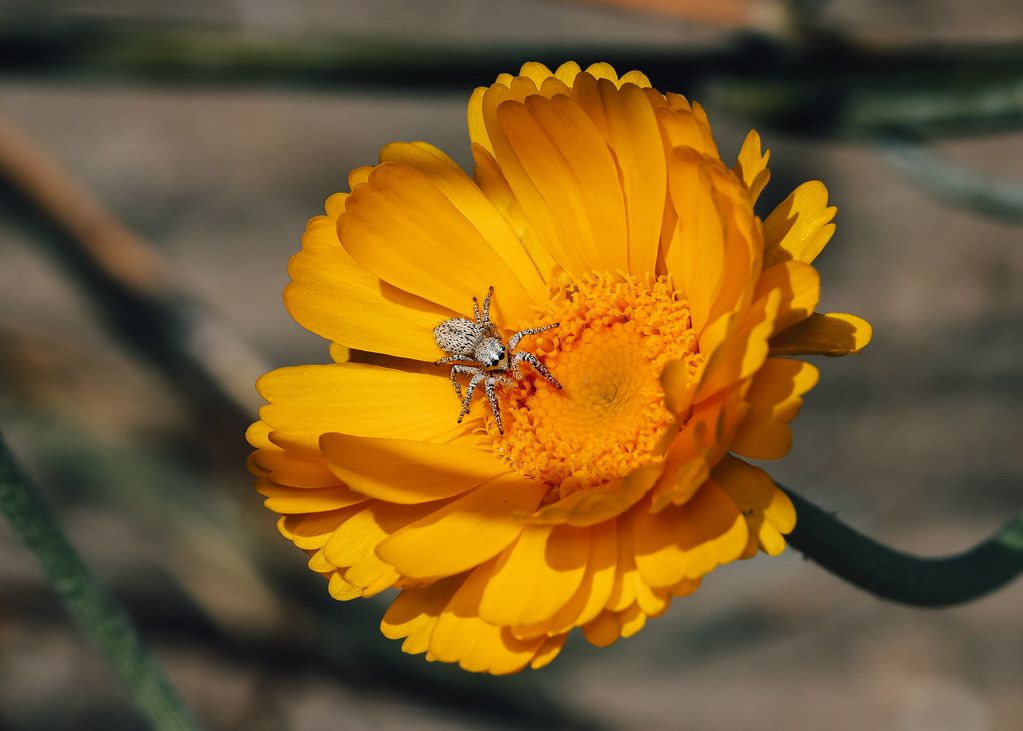 Spider Control service in Baltimore, MD
